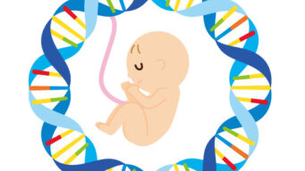 【遺伝の不思議】親から子へ受け継がれる3つのカギ|DNA・ミトコンドリア・腸内細菌 【遺伝の不思議】親から子へ受け継がれる3つのカギ|DNA・ミトコンドリア・腸内細菌